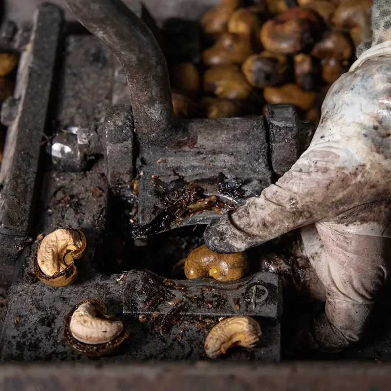 hand cashew shelling