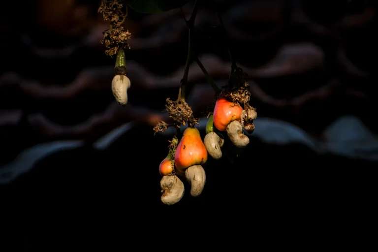 Types of Cashew Shelling Machines: A Comprehensive Guide 1 Nut Processing in Maharashtra