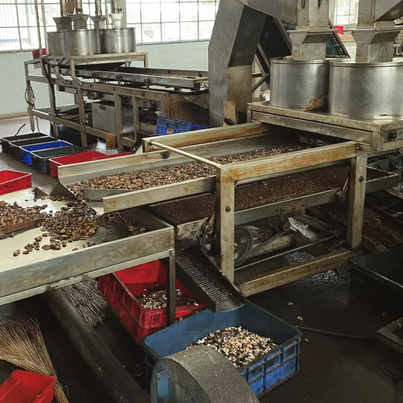 Vietnam's Cashew Industry in Global Exports