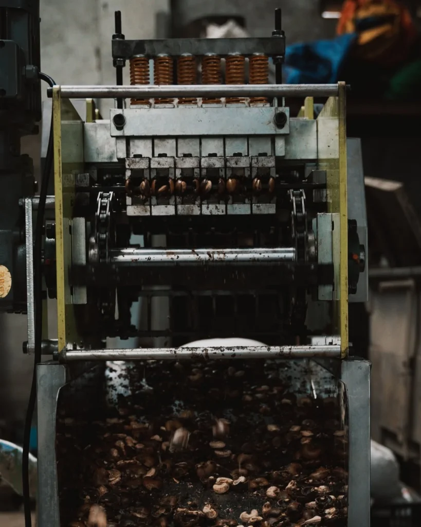 Daniel Machine cashew cutting machine factory test